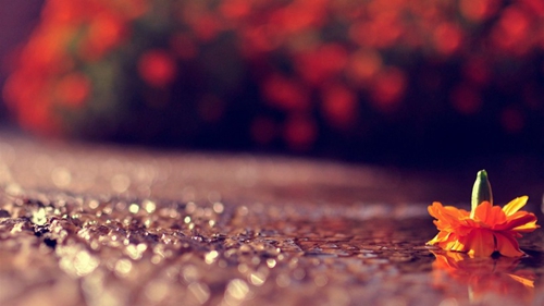 三伏天養生的短信