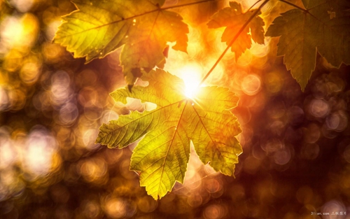 農村的早晨文案(農村的早晨優美句子) 農村的早晨文案(農村的早晨優美句子)